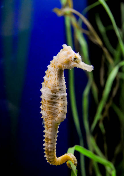 istock Seahorse in a large aquarium in the oceanarium 1996384287