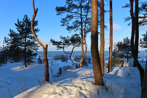 pine trees on the snow covered shore of the baltic sea in winter