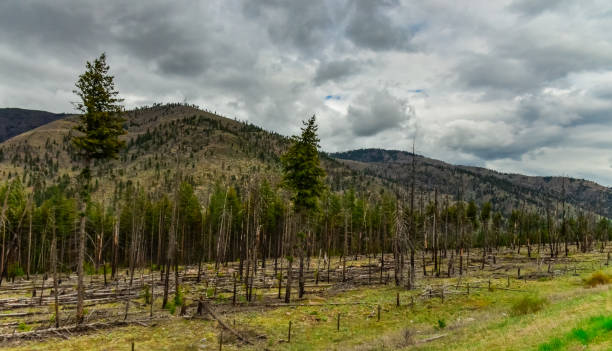 The coniferous forest is recovering after a fire. Burnt pine and spruce trunks against a cloudy sky in Montana, USA