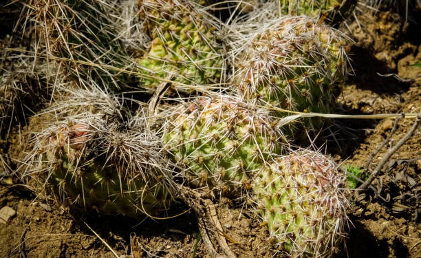 Prickly pear cacti (Opuntia sp.) in the foothills of the mountains. Cacti Prickly pear cacti (Opuntia sp.) in the foothills of the mountains. Cacti of Montana, USA. opuntia vulgaris stock pictures, royalty-free photos & images