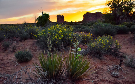 Desert Arizona USA