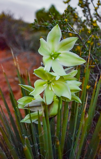 Flowering Yucca plant among red eroded rocks. Canyonlands National Park is in Utah near Moab, USA