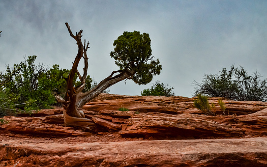 Coniferous tree on a background of red eroded rocks in Canyonlands National Park in Utah near Moab, USA