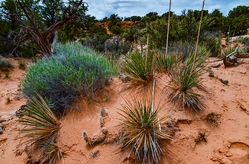 Cacti, Yuccas and various desert plants against the background of an erosional landscape in spring. Colorado USA