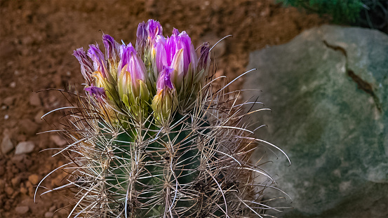 Flowering cactus plants (Sclerocactus parviflorus)  in Canyonlands National Park, Utha USA