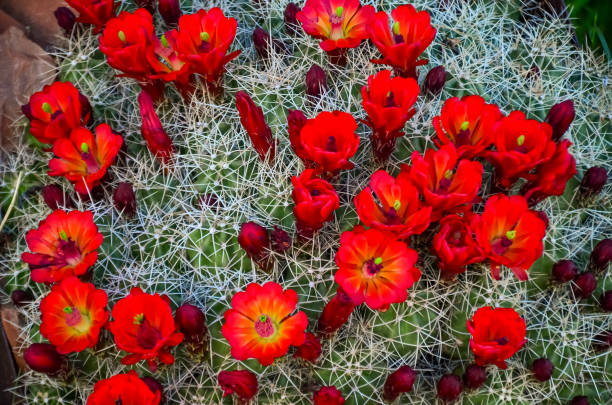 flowering plants (echinocereus sp.). known commonly as the hedgehog cactus, us - flower cactus hedgehog cactus desert - fotografias e filmes do acervo