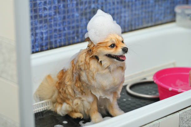A Pomeranian dog with soap foam on his head is bathing in the bathroom at a specialized dog care salon. A Pomeranian dog with soap foam on his head is bathing in the bathroom at a specialized dog care salon. Pet care. pomeranian dog taking a bath stock pictures, royalty-free photos & images