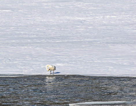 Snow geese take a rest alongside the snowy banks of the Copper River in Interior Alaska.