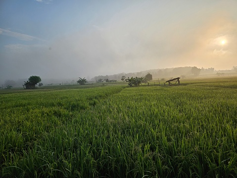 Rice field in the morning with sunrise