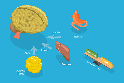 3D Isometric Flat Vector Conceptual Illustration of Control Of Food Intake, Appetite and Hunger Hormones