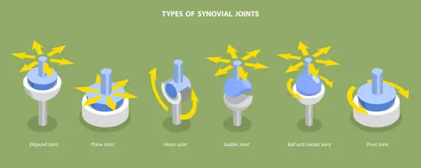 Vector illustration of 3D Isometric Flat Vector Conceptual Illustration of Types Of Synovial Joints