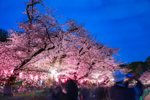 istock Cherry blossoms at night in Ueno Park 1996449425