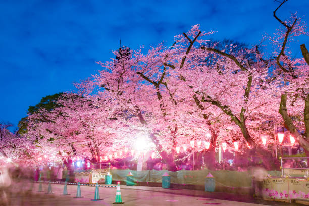 istock Cherry blossoms at night in Ueno Park 1996449429