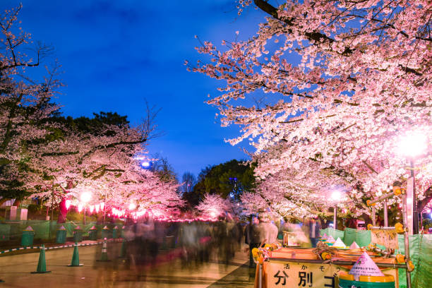 istock Cherry blossoms at night in Ueno Park 1996449431