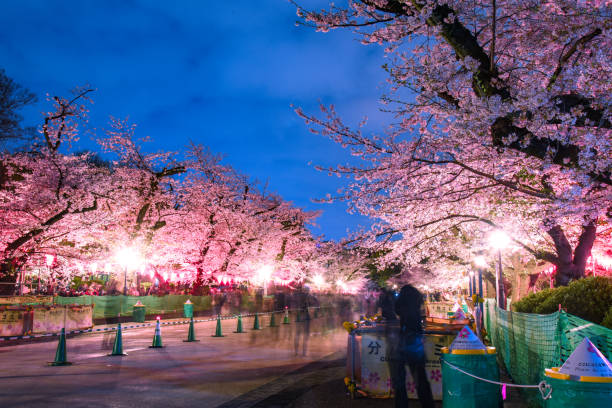 istock Cherry blossoms at night in Ueno Park 1996449985