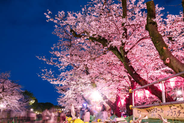 istock Cherry blossoms at night in Ueno Park 1996449988