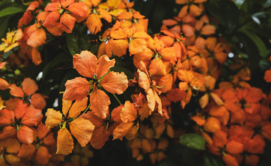 Close-up of orange flowers blooming in garden. Natural floral background.