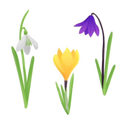 First flowers, white snowdrop, golden crocus, purple campanula isolated on white background. Vector illustration for postcard, banner, web, design, arts, stickers.