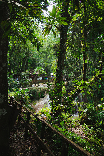 Rainforest surroundings in Agua Azul cascades in Chiapas, Mexico.