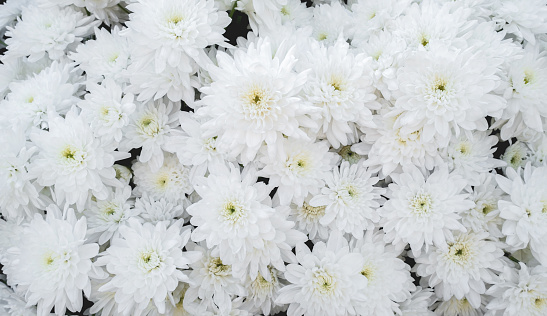 White flowers aster wallpaper background. Natural floral concept.