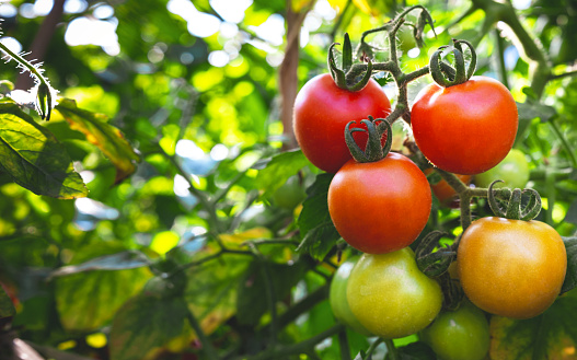 Ripe red tomatoes are on the green foliage background, hanging on the vine of a tomato tree in the garden.