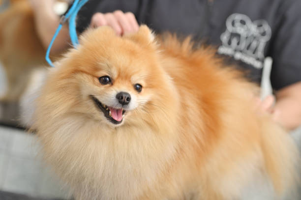 istock A grummer combs the wool of a Pomeranian with a brush. 1996460752