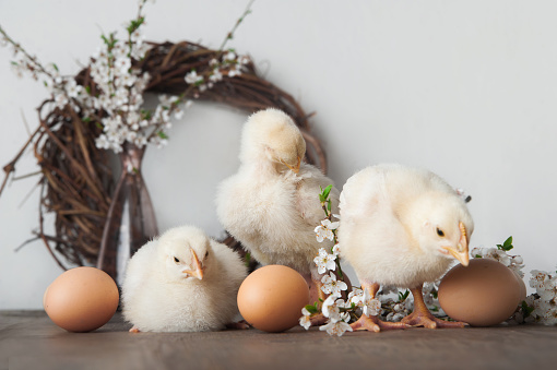 Happy Easter greeting card. Chickens, eggs, spring wreath blossoming trees