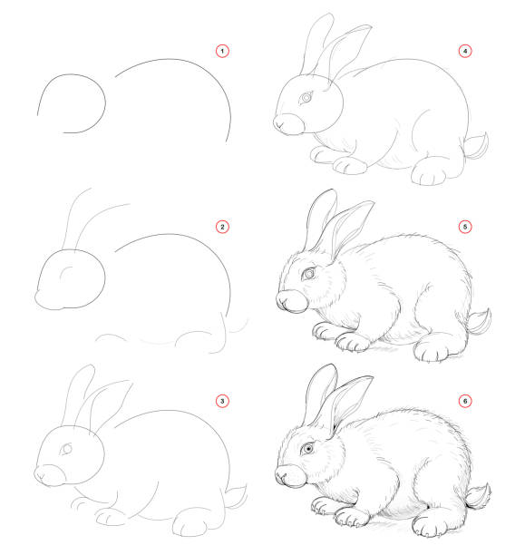 how to draw from nature sketch of cute little rabbit. creation step by step pencil drawing. educational page for artists. school textbook for developing artistic skills. hand-drawn vector image. - stepwise stock illustrations