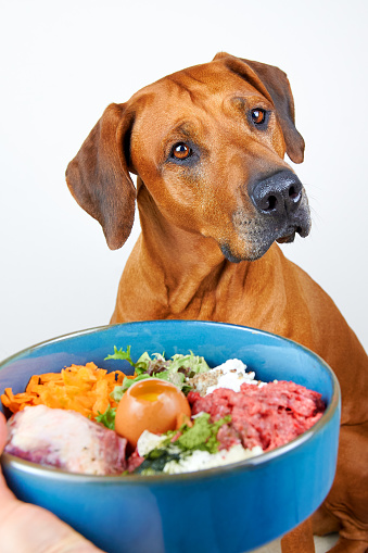 Natural raw dog food. Feeding dog. Bowl with food for dog