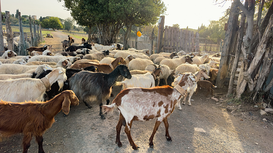 african child herdsman driving a big herd of goats