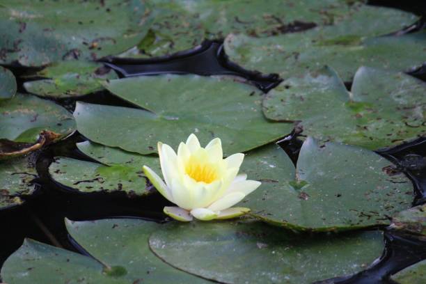 ninfea - water lily floating on water lotus leaf 뉴스 사진 이미지