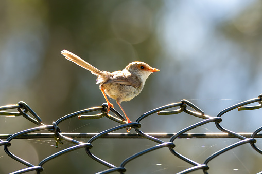 Superb Fairy-wren on wire fence in Mogo on the South Coast of NSW, Australia