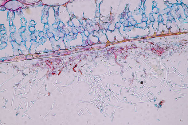 Host cells with spores (mold) are inside wood under the microscope for education. Host cells with spores (mold) are inside wood under the microscope for education. conidia stock pictures, royalty-free photos & images