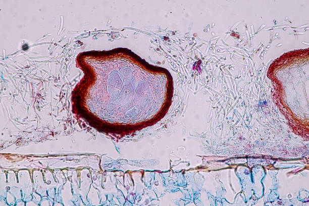 Host cells with spores (mold) are inside wood under the microscope for education. Host cells with spores (mold) are inside wood under the microscope for education. conidia stock pictures, royalty-free photos & images