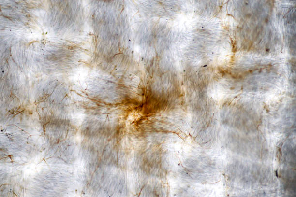 Host cells with spores (mold) are inside wood under the microscope for education. Host cells with spores (mold) are inside wood under the microscope for education. conidia stock pictures, royalty-free photos & images