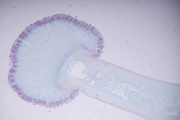 Host cells with spores (mold) are inside wood under the microscope for education. Host cells with spores (mold) are inside wood under the microscope for education. conidia stock pictures, royalty-free photos & images