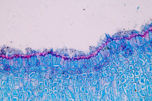 Host cells with spores (mold) are inside wood under the microscope for education. Host cells with spores (mold) are inside wood under the microscope for education. conidia stock pictures, royalty-free photos & images