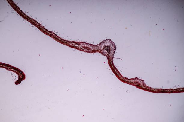 Host cells with spores (mold) are inside wood under the microscope for education. Host cells with spores (mold) are inside wood under the microscope for education. conidia stock pictures, royalty-free photos & images