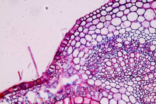 istock Host cells with spores (mold) are inside wood under the microscope for education. 1996570447