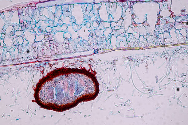 istock Host cells with spores (mold) are inside wood under the microscope for education. 1996570456