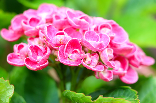 Close up of purple pink flowers of a blossoming healthy Hydrangea macrophylla deciduous shrub plant (otherwise known as bigleaf or mophead), selective focus