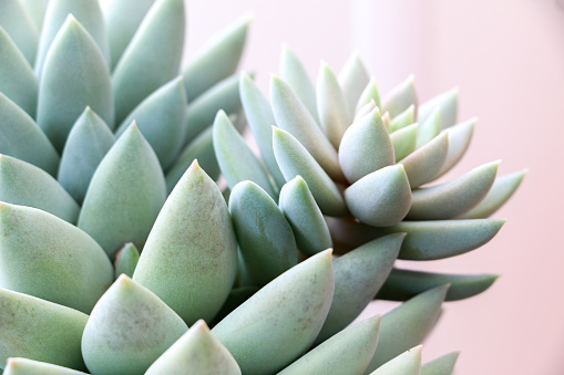 Close up of the long fleshy stems of Sedum morganianum house plant, a succulent perennial otherwise known as donkey tail or burro's tail