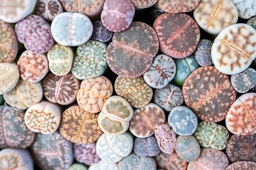 Lithops is interesting plants from southern Africa and become popular with growers of succulents and unusual plants.