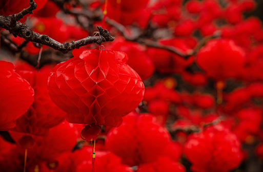 Closeup of red lanterns handing on tree. Beijing, China
