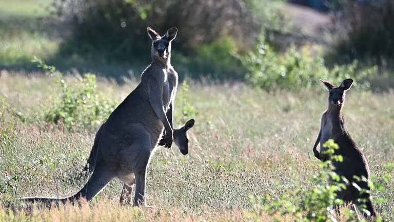 Eastern Grey Kangaroo's