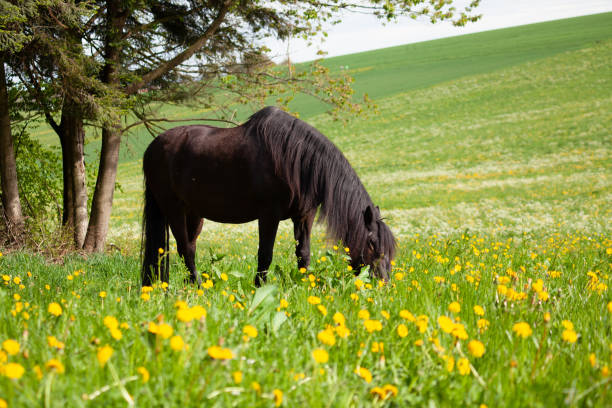 Close-up of brown horse grazing in the meadow