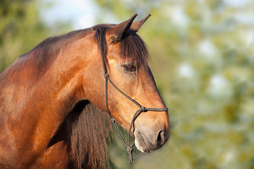 Pferd Andalusier Portrait