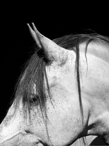 Pferd Gesicht Nah im Profil mit schwarzem Hintergrund