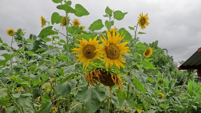 Sunflowers Swaying in Breezy Field