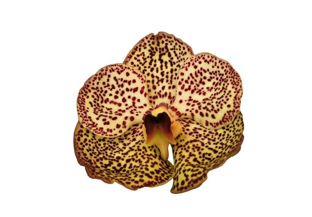 Ascocenda orchid flower isolated on white background. Ascocenda orchid with yellow color. Ascocenda orchid has red spot color